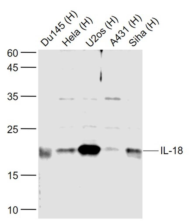 IL-18 Antibody in Western Blot (WB)