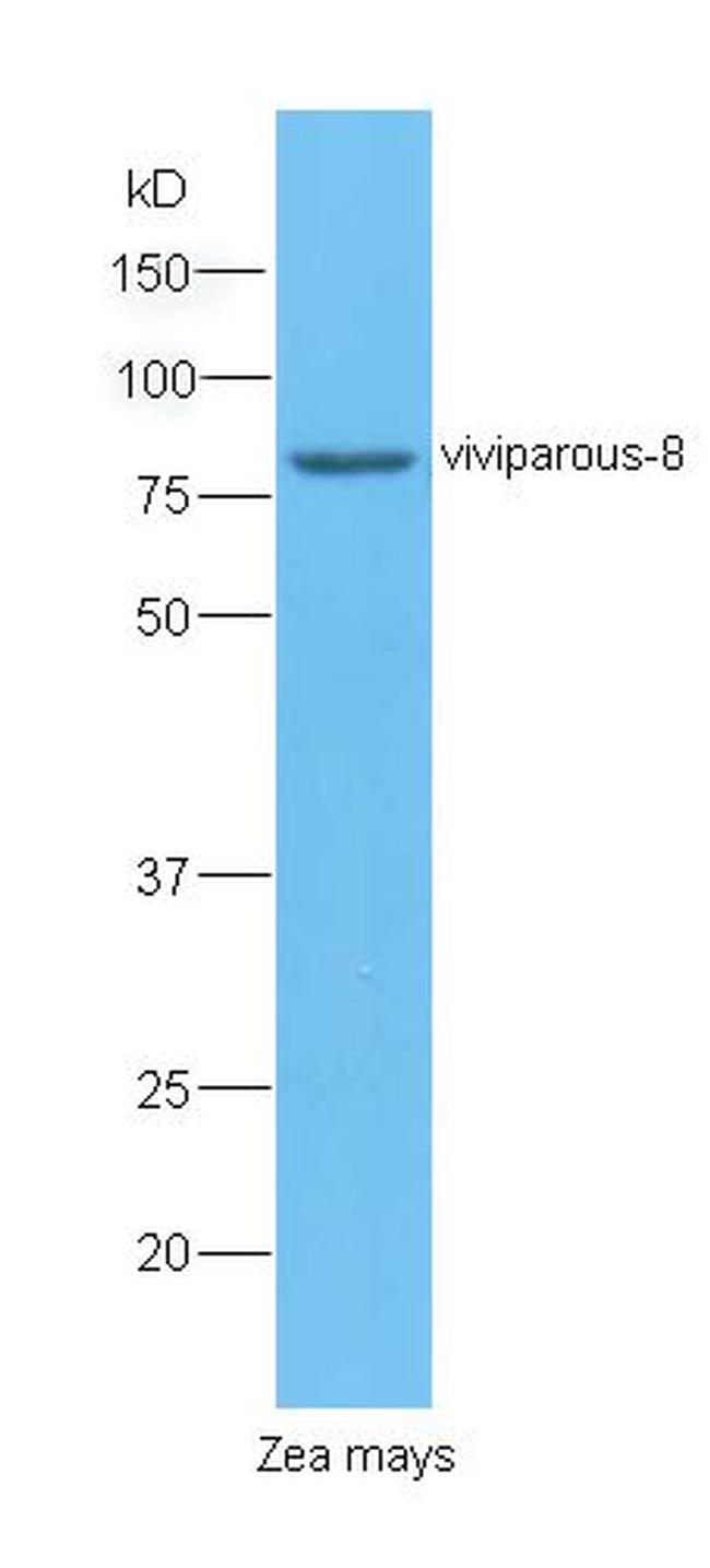 Viviparous 8 Antibody in Western Blot (WB)
