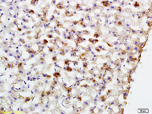 PCK2 Antibody in Immunohistochemistry (Paraffin) (IHC (P))