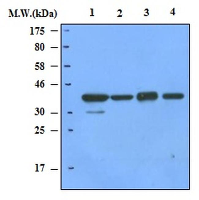 GAPDH Antibody in Western Blot (WB)