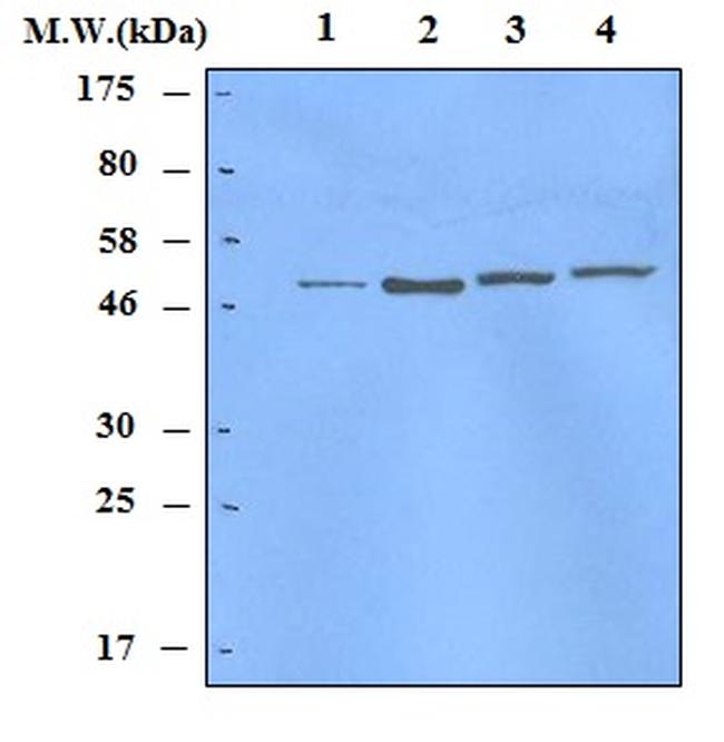 p53 Antibody in Western Blot (WB)