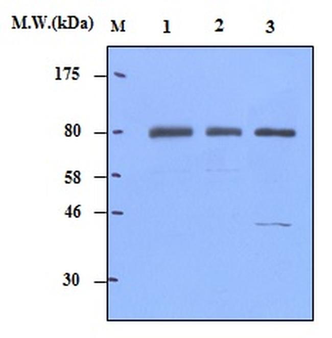 FOXO3 Antibody in Western Blot (WB)