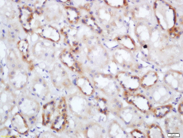 NNT Antibody in Immunohistochemistry (Paraffin) (IHC (P))