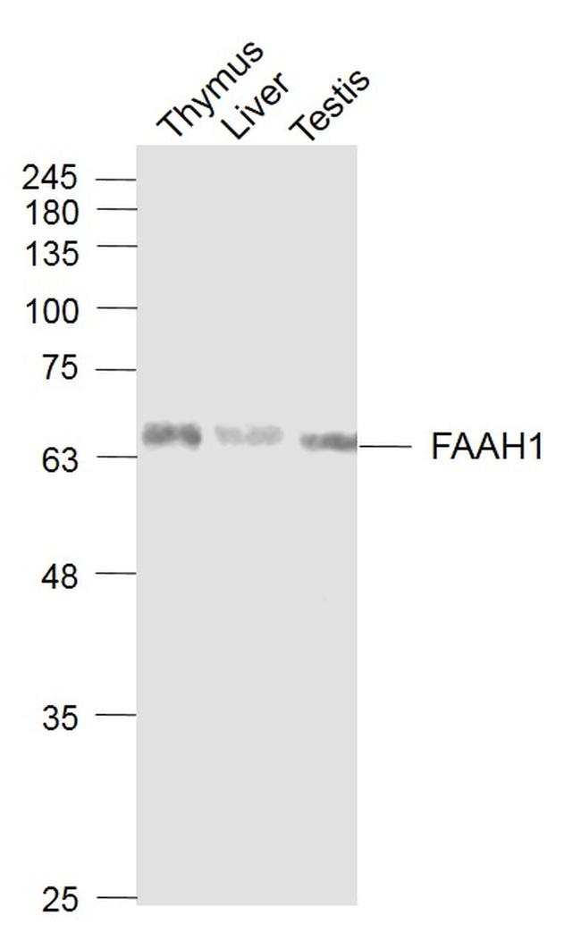 FAAH1 Antibody in Western Blot (WB)