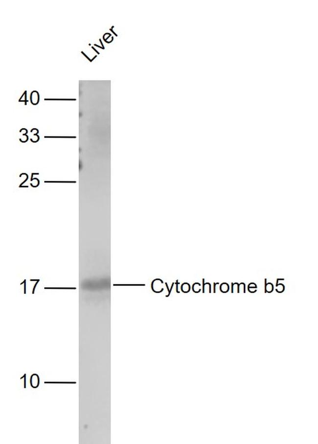 Cytochrome b5 Antibody in Western Blot (WB)