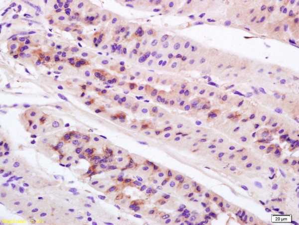 Anterior Gradient 2 Antibody in Immunohistochemistry (Paraffin) (IHC (P))