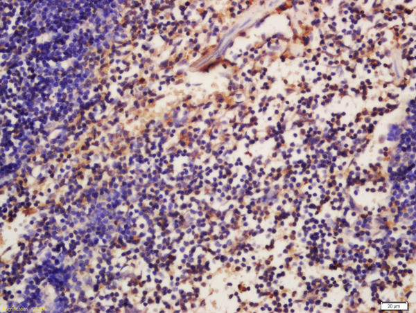 Phospho-ATG16 (Ser287) Antibody in Immunohistochemistry (Paraffin) (IHC (P))