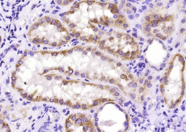 Phospho-Bad (Ser134) Antibody in Immunohistochemistry (Paraffin) (IHC (P))