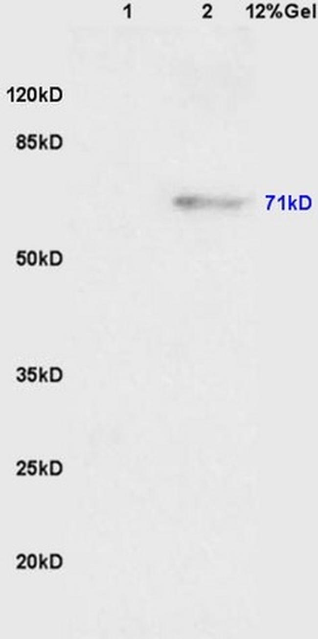 Phospho-Wee1 (Ser123) Antibody in Western Blot (WB)