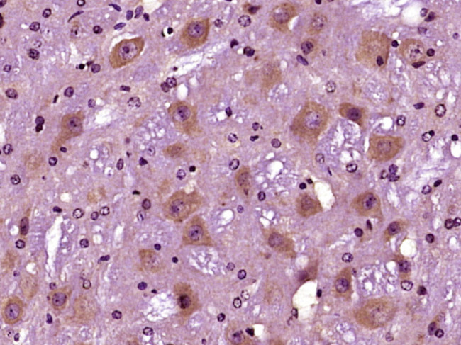 Phospho-Caspase-9 (Ser196) Antibody in Immunohistochemistry (Paraffin) (IHC (P))