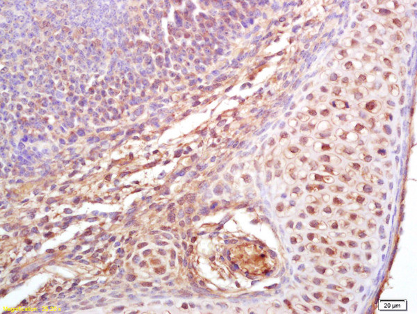 Phospho-Cdc25B (Ser323) Antibody in Immunohistochemistry (Paraffin) (IHC (P))