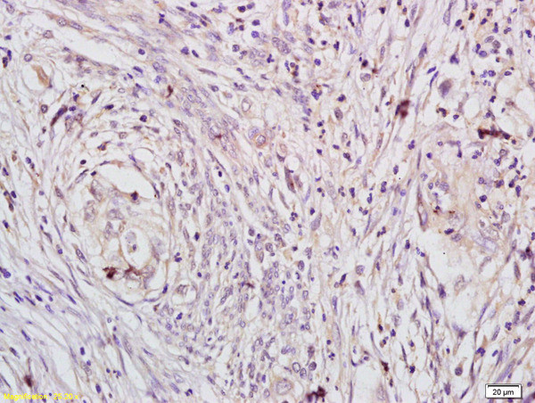 Phospho-DAXX (Ser495) Antibody in Immunohistochemistry (Paraffin) (IHC (P))
