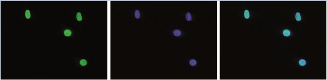 H3K27me3 Antibody in Immunocytochemistry (ICC/IF)