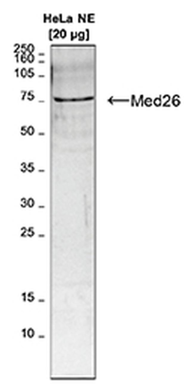 Med26 Antibody in Western Blot (WB)