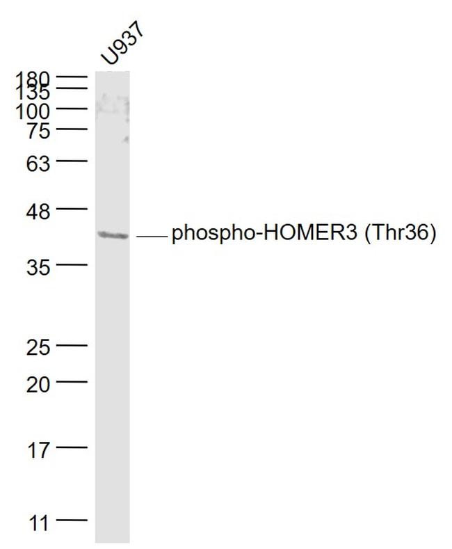 Phospho-HOMER3 (Thr36) Antibody in Western Blot (WB)