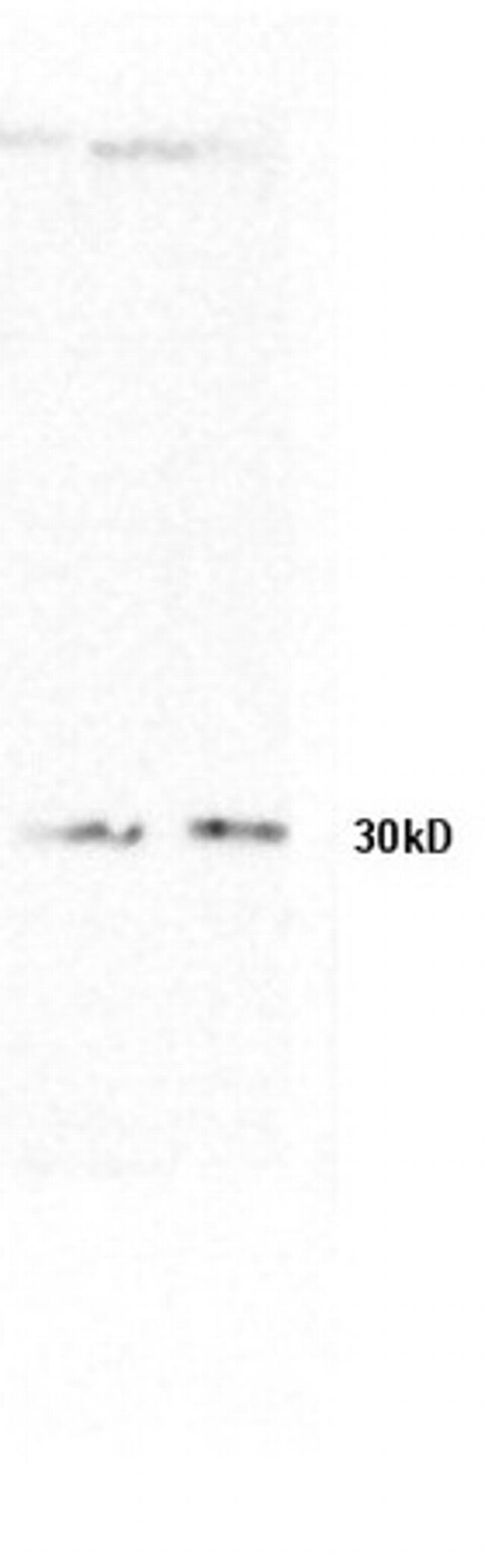 Phospho-MEK1 (Thr386) Antibody in Western Blot (WB)