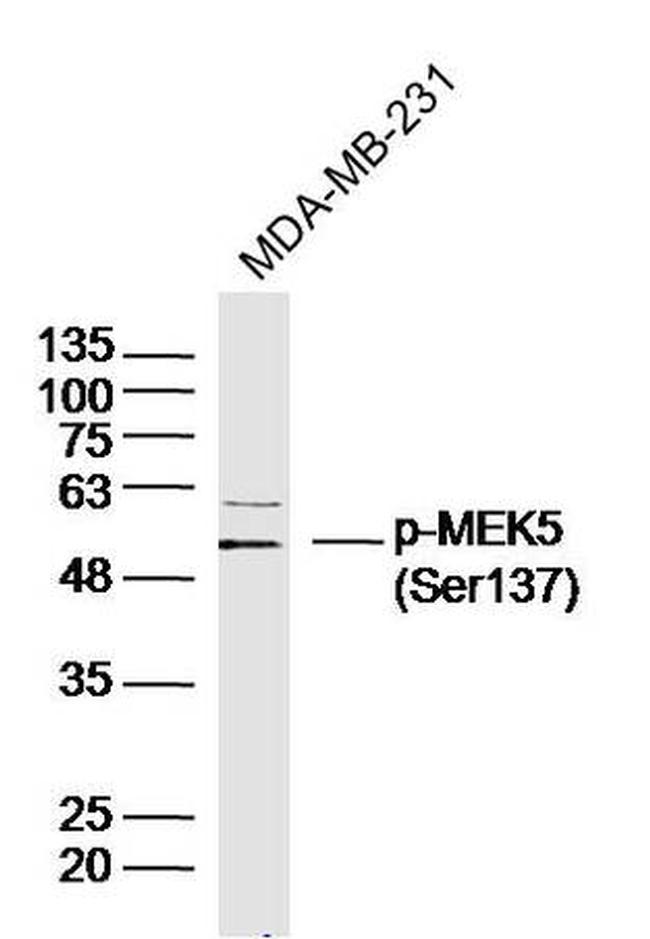 Phospho-MEK5 (Ser137) Antibody in Western Blot (WB)