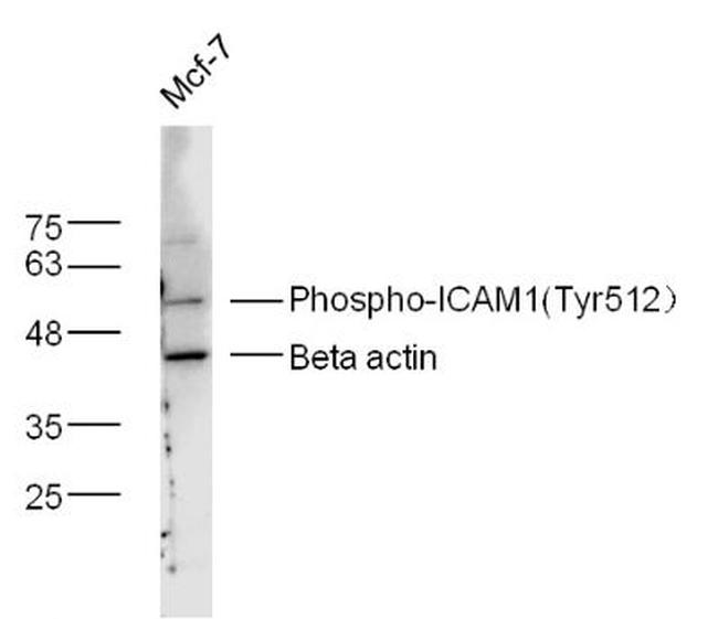 Phospho-ICAM1 (Tyr512) Antibody in Western Blot (WB)
