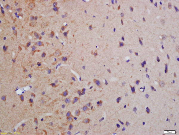 Phospho-MBP (Thr232) Antibody in Immunohistochemistry (Paraffin) (IHC (P))
