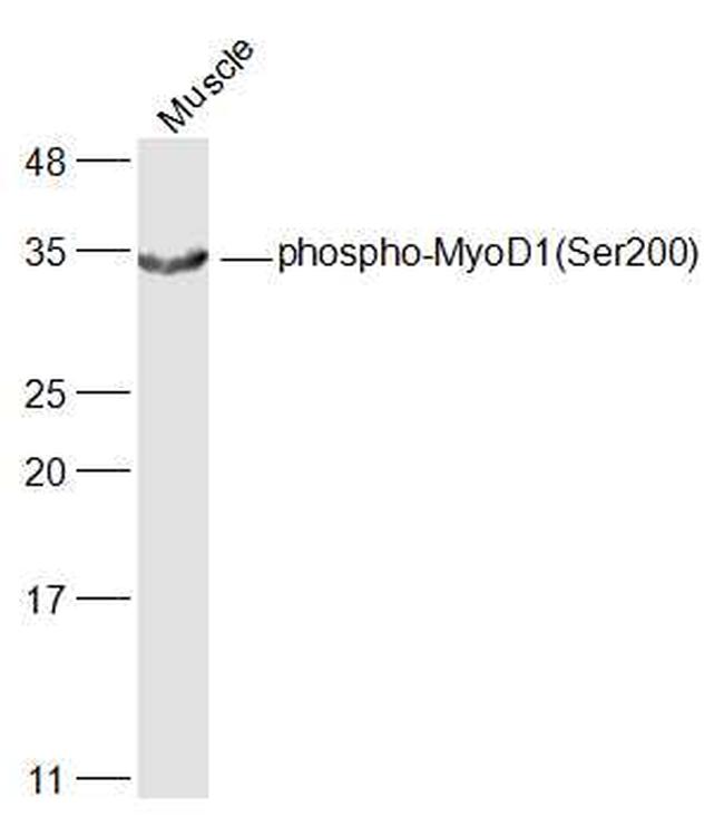 Phospho-MyoD1 (Ser200) Antibody in Western Blot (WB)