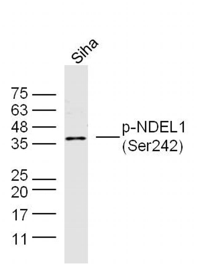 Phospho-NDEL1 (Ser242) Antibody in Western Blot (WB)