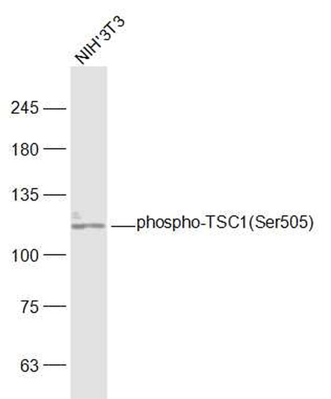 Phospho-TSC1 (Ser505) Antibody in Western Blot (WB)