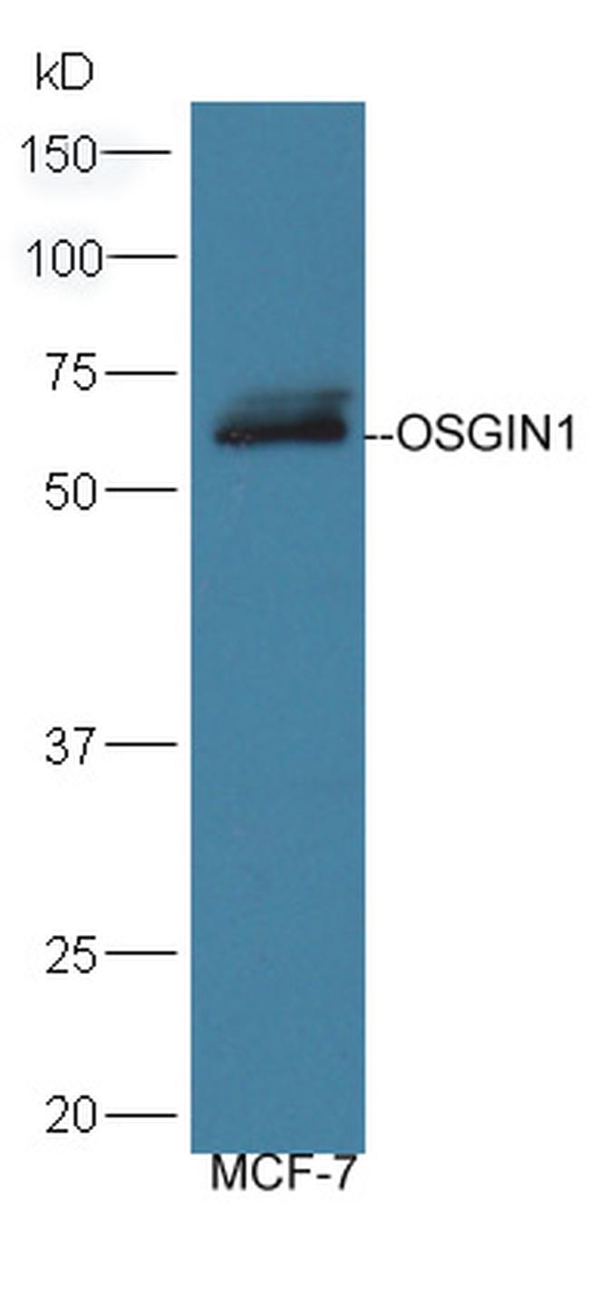 OSGIN1 Antibody in Western Blot (WB)