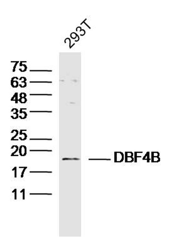 DBF4B Antibody in Western Blot (WB)