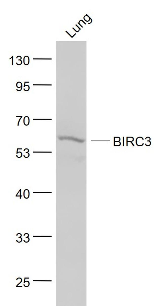 API2 Antibody in Western Blot (WB)
