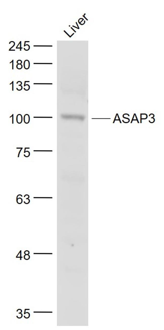 ASAP3 Antibody in Western Blot (WB)
