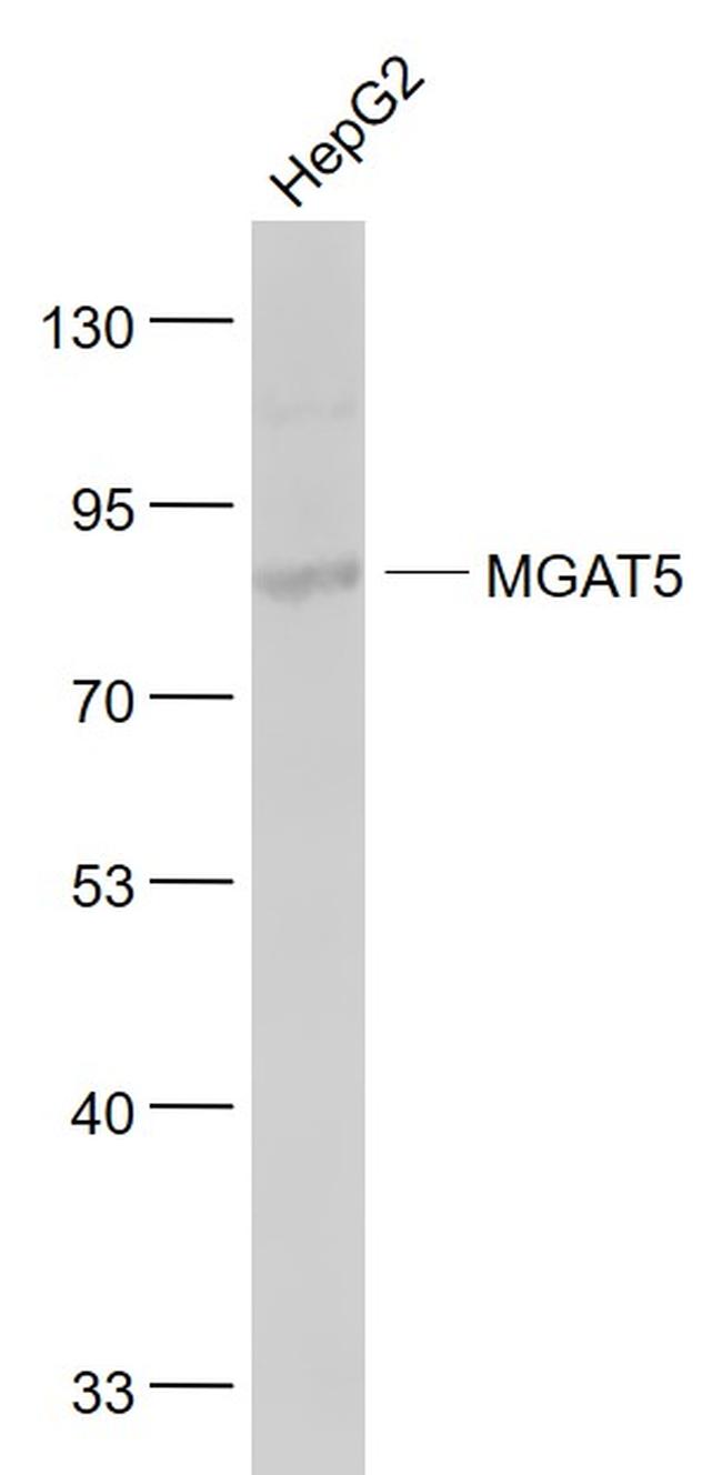 MGAT5 Antibody in Western Blot (WB)