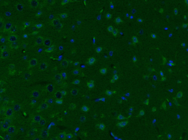 KLK8 Antibody in Immunohistochemistry (Paraffin) (IHC (P))