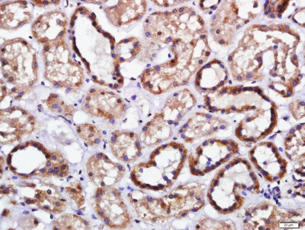 Endomucin Antibody in Immunohistochemistry (Paraffin) (IHC (P))