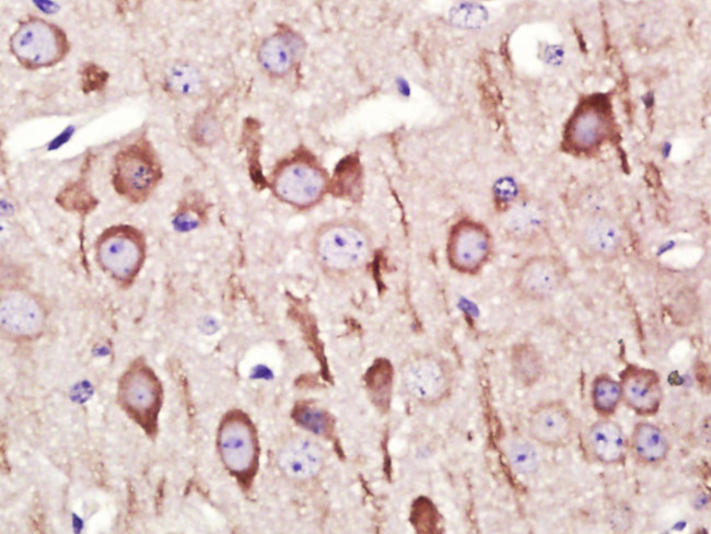 GADD45B Antibody in Immunohistochemistry (Paraffin) (IHC (P))