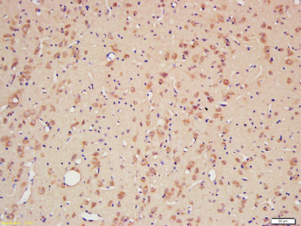 CYPA Antibody in Immunohistochemistry (Paraffin) (IHC (P))