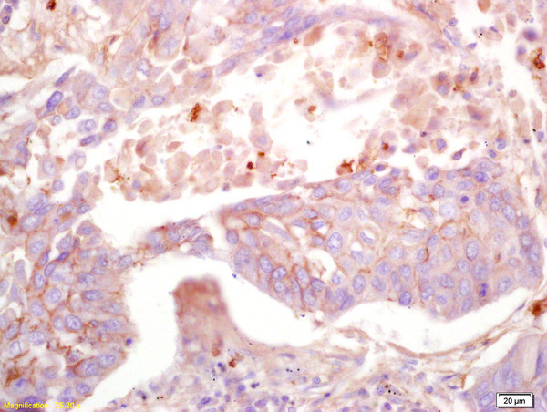 MAS1L Antibody in Immunohistochemistry (Paraffin) (IHC (P))