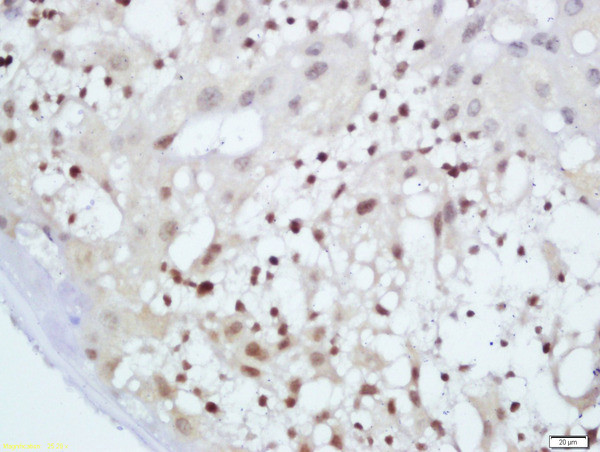 c-Maf Antibody in Immunohistochemistry (Paraffin) (IHC (P))