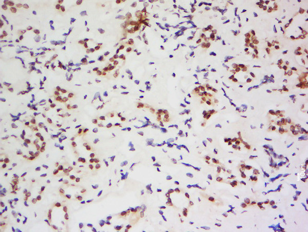 AARE Antibody in Immunohistochemistry (Paraffin) (IHC (P))