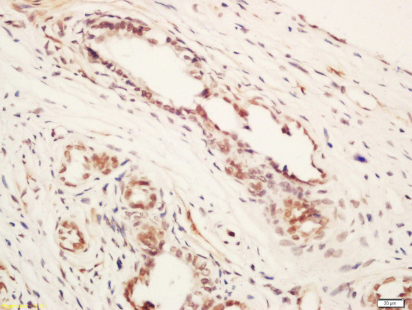 ARMCX1 Antibody in Immunohistochemistry (Paraffin) (IHC (P))