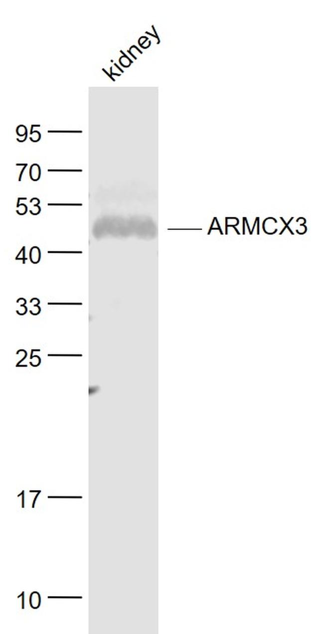 ARMCX3 Antibody in Western Blot (WB)