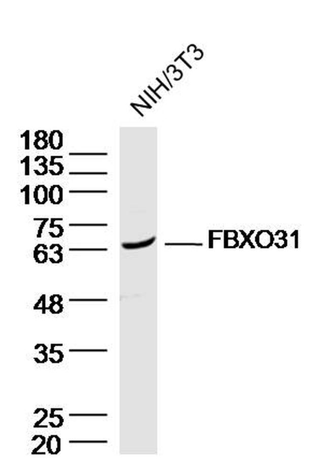FBXO31 Antibody in Western Blot (WB)