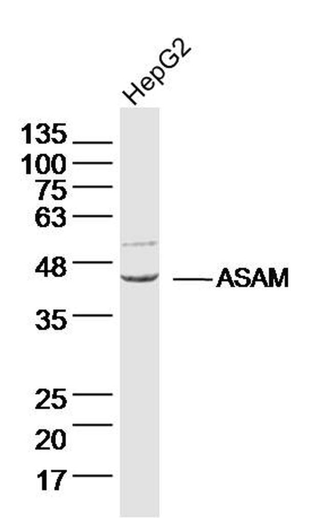 ASAM Antibody in Western Blot (WB)