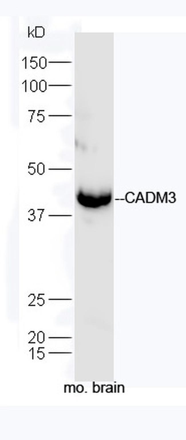CADM3 Antibody in Western Blot (WB)