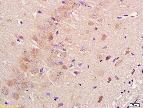 Contactin 3 Antibody in Immunohistochemistry (Paraffin) (IHC (P))