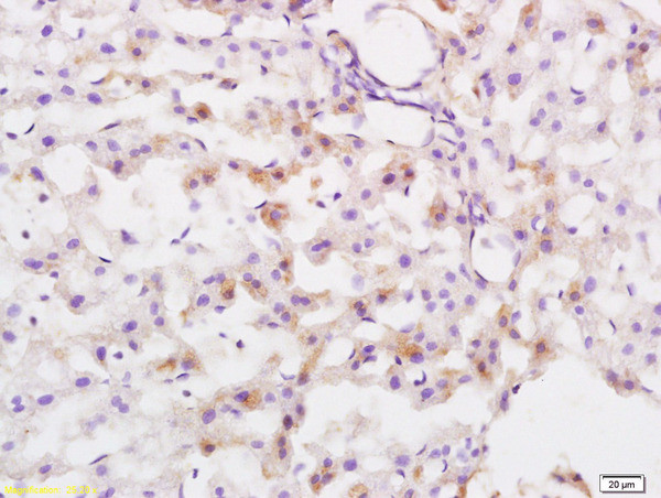 Lysosomal Protective protein Antibody in Immunohistochemistry (Paraffin) (IHC (P))