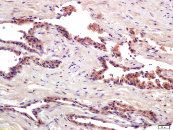 PRSS8 Antibody in Immunohistochemistry (Paraffin) (IHC (P))