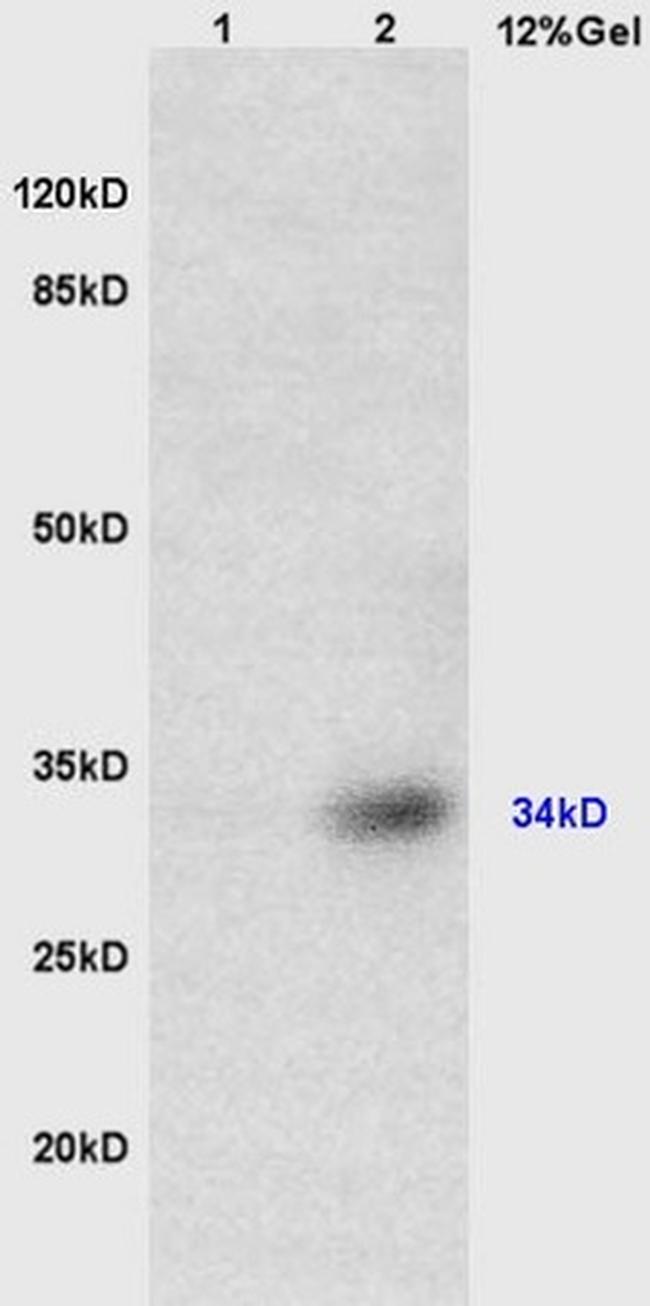 TUSC3 Antibody in Western Blot (WB)