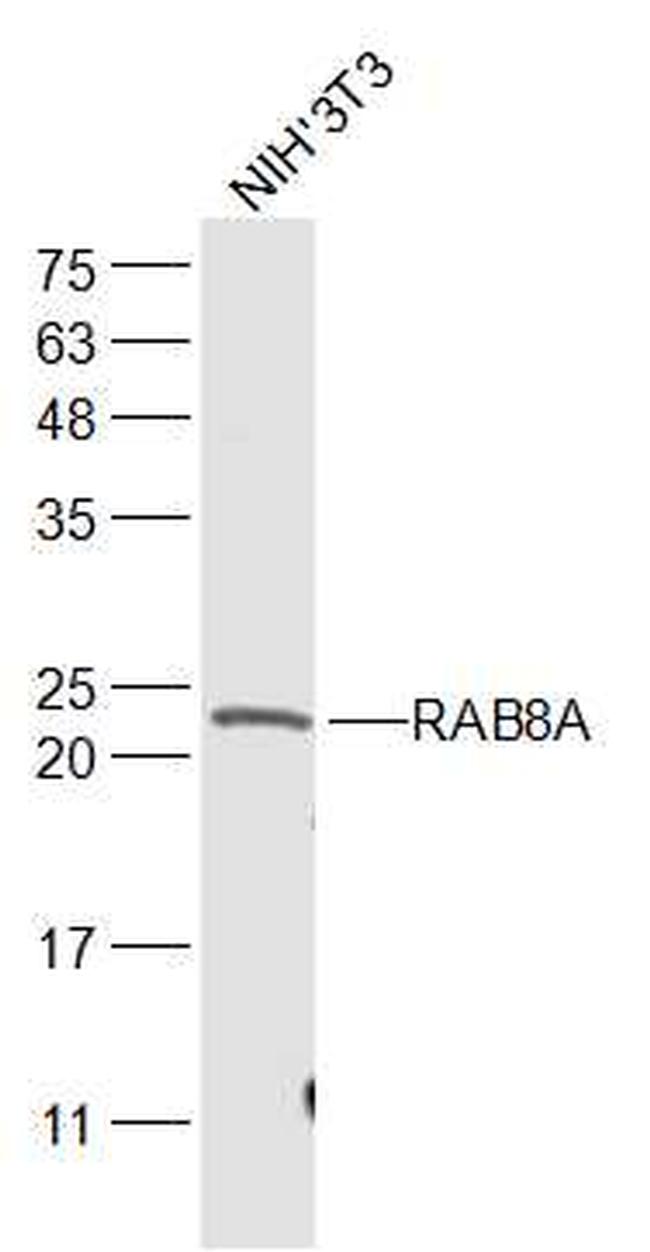 RAB8A Antibody in Western Blot (WB)