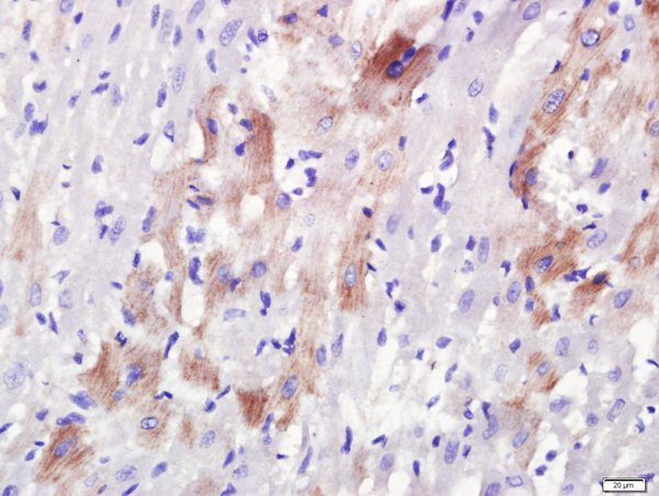 Rab3A+Rab3B+Rab3C+Rab3D Antibody in Immunohistochemistry (Paraffin) (IHC (P))