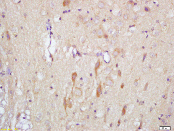 Slitrk1 Antibody in Immunohistochemistry (Paraffin) (IHC (P))